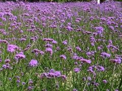 -紫颐香薰山谷景区
