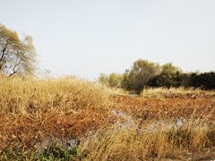 -大兴滨河森林公园