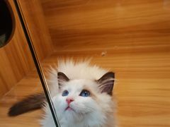 -猫十亿·布偶金渐层·曼基康矮脚猫舍(青年路店)