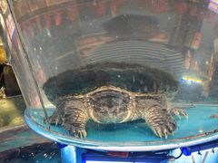 -魏铭鱼头捞饭(晋阳路店)