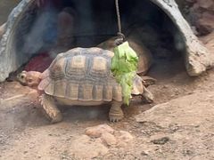 -广州长隆飞鸟乐园