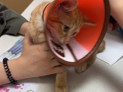 -瑞派康怡24h宠物医院·犬猫医疗中心·微创绝育(瑞景分院)