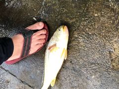 大黄鱼-金海湾海鲜排档(朱家尖店)
