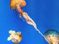 -海合安成都极地海洋公园