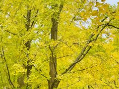 -三里屯东五街银杏大道