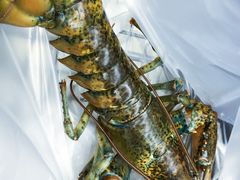 波士顿龙虾-盒马鲜生(宝地店)