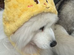 -星多哈·狗咖·拼豆·咖啡