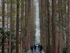 -东平国家森林公园