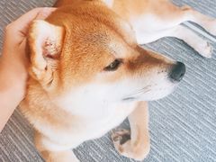 -柴源莊·柴小宠柴犬咖啡