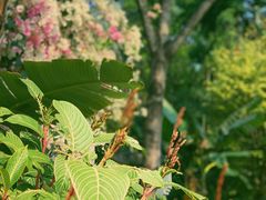 -深圳国际园林花卉博览园