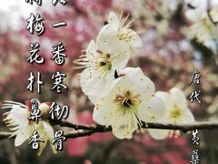 -杭州植物园