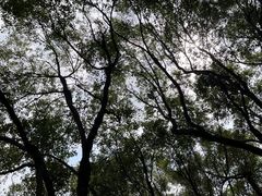 -燕晗山郊野公园