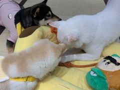 -逗柴咖啡屋·狗咖猫咖宠物桌游