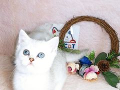-十年猫舍·猫咪专门店(普陀店)