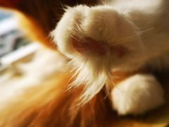 -平行世界·猫咖(首经贸店)