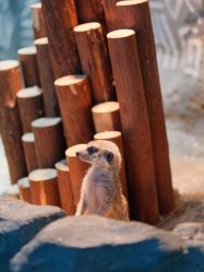 -Zoolung Zoolung动物主题公园(海信广场店)