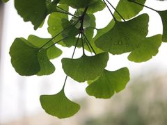 -陕西师范大学(雁塔校区)