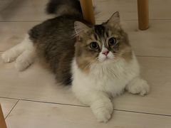 -北京观赏动物医院·24小时大型综合·猫专科·异宠专科