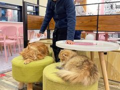 -喵匠猫主题咖啡(凯德和平广场店)