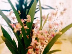 -保利·罗兰香谷