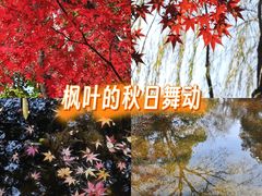 -秋霞圃