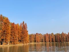 -上海海湾国家森林公园