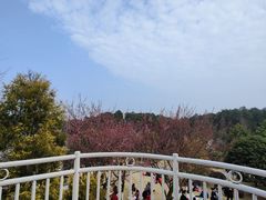 -铁山坪森林公园