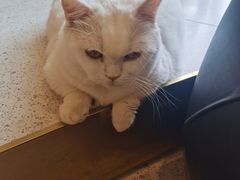 -飞行喵MR PILOT|猫舍·猫咖(静安大融城店)