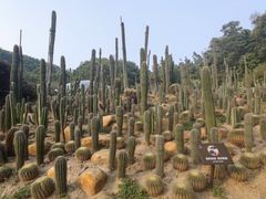 -深圳仙湖植物园