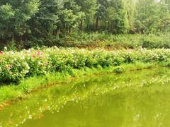 -大兴滨河森林公园