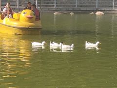 -莲湖公园