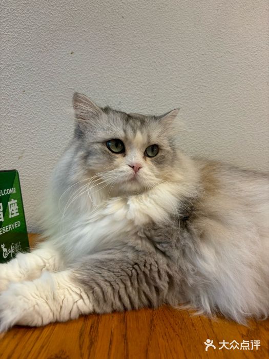 猫小主咖啡·猫咖cat cafe(福田店)图片