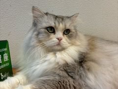 -猫小主咖啡·猫咖cat cafe(福田店)
