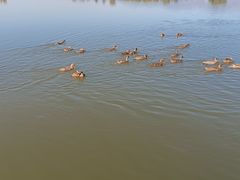 -野鸭湖国家湿地公园