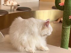 -飞行喵MR PILOT|猫舍·猫咖(静安大融城店)