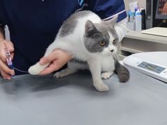 -宠物星动物医院·眼科·异宠·猫科(江南大道总院)