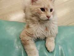 -十年猫舍·猫咪专门店(普陀店)