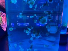 -左海海底世界