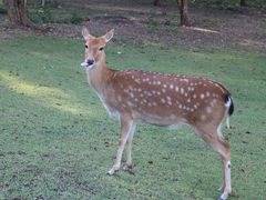 -清迈夜间动物园