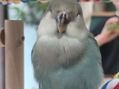 -吉丁鸟咖·异宠·寄养