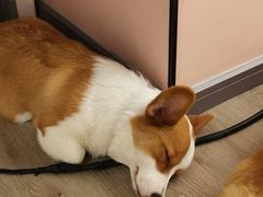 -浣熊柯尔鸭土拨鼠·电玩咖