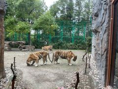 -上海野生动物园老虎餐厅