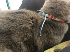 -喵屿·大理花园猫咖