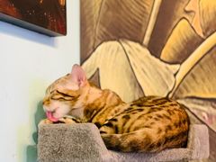-猫小院猫主题餐厅(三里屯店)