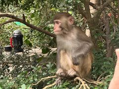 -南湾猴岛+椰田古寨一日游