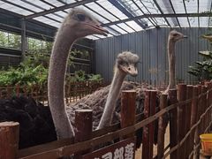 -呀路古热带植物园
