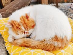 -喵屿·大理花园猫咖