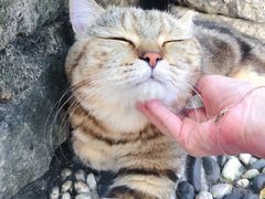 -喵屿·大理花园猫咖