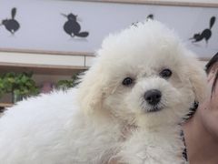 -凯瑞希宠物医院·狂犬免疫·微创·皮肤科