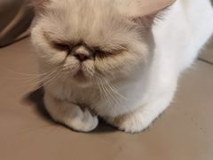 -猫腻·猫咖·撸猫馆(星光大道店)